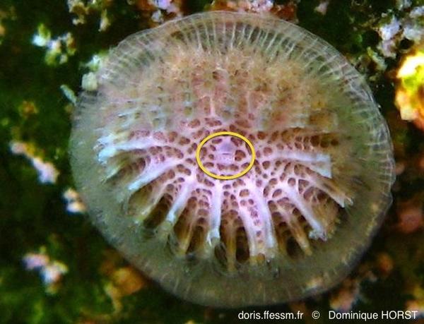 Patinella radiata | DORIS