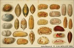 Ostracodes_Muller_1894