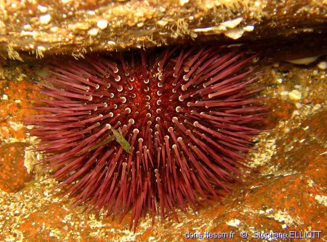 Paracentrotus Lividus DORIS Paracentrotus Lividus DORIS
