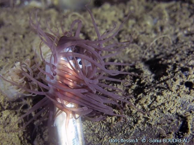 pachycerianthus borealis doris