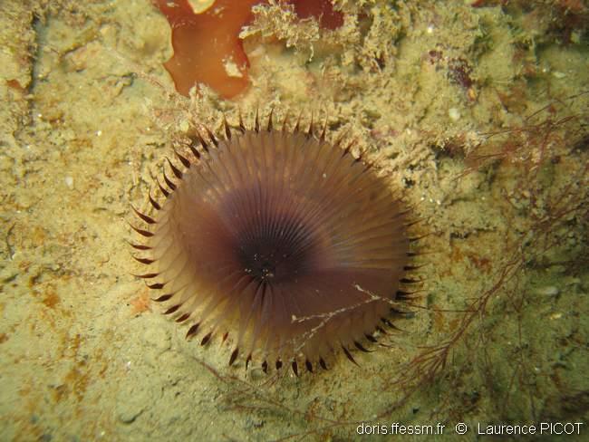 Myxicola infundibulum DORIS