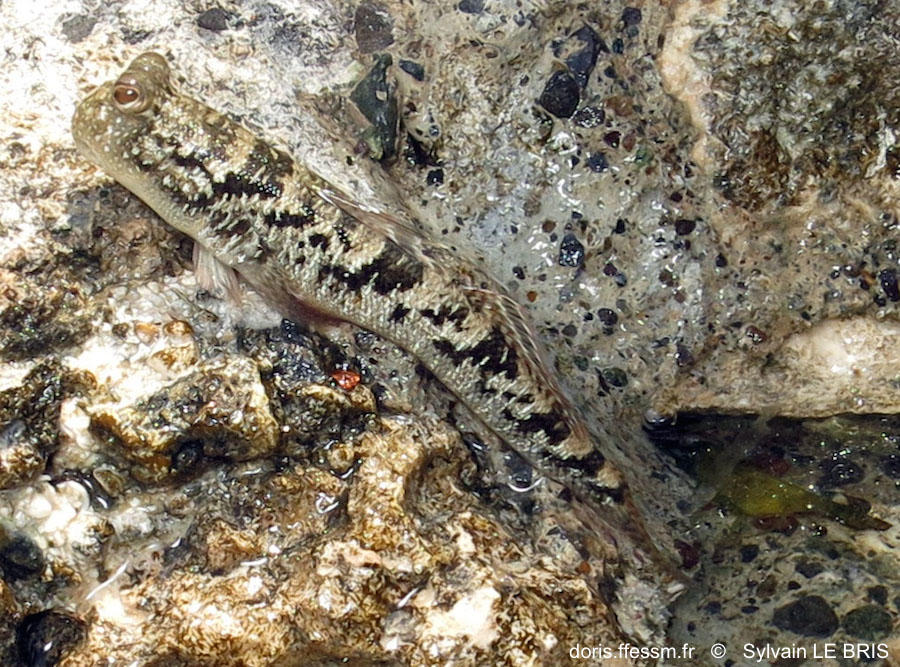Periophthalmus argentilineatus DORIS