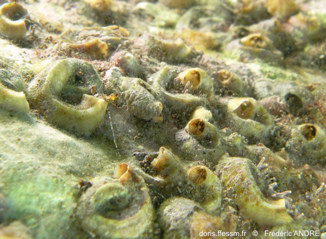 Vermetus triquetrus | DORIS
