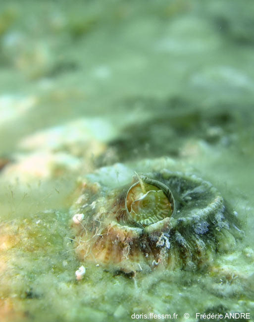 Vermetus triquetrus | DORIS