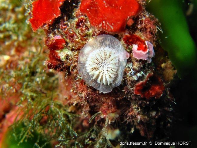 Patinella radiata | DORIS