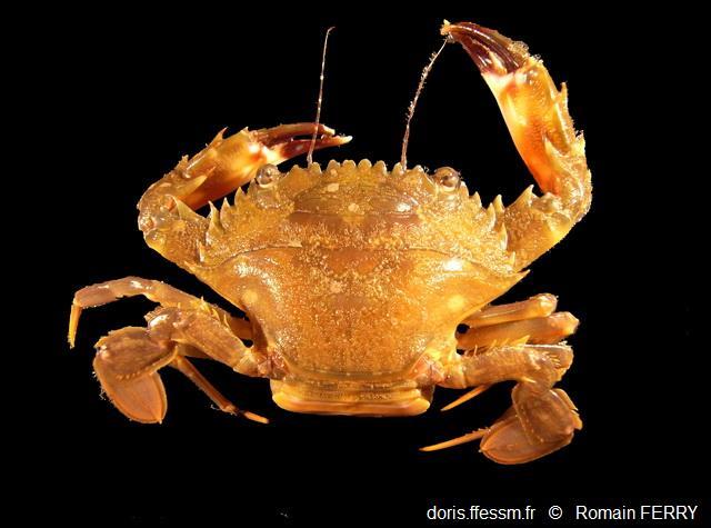 Charybdis Charybdis Hellerii DORIS charybdis-charybdis-hellerii-doris