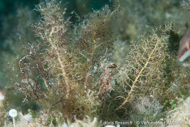 Cystoseira compressa subsp. pustulata DORIS