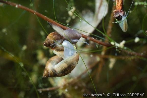 Physa fontinalis DORIS