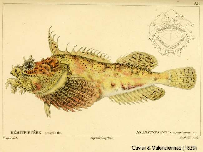 Hemitripterus Americanus DORIS