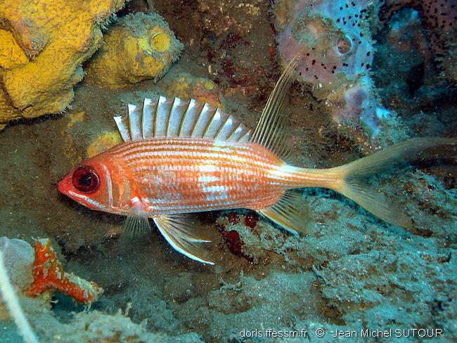 Holocentrus Rufus Doris