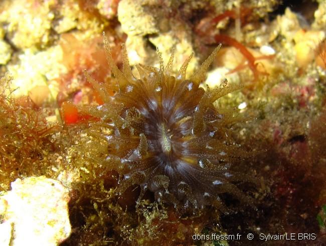 Balanophyllia (Balanophyllia) europaea DORIS