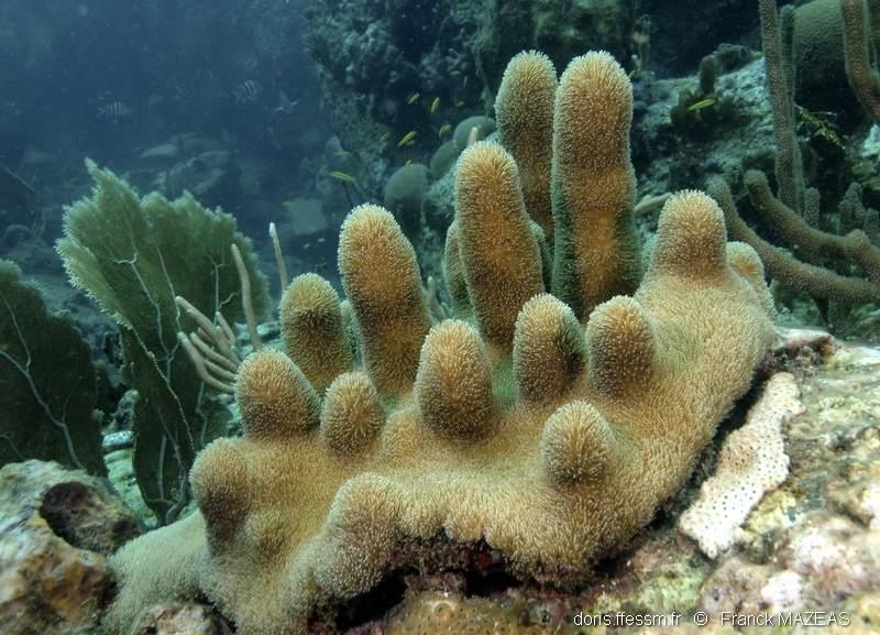 Dendrogyra cylindrus DORIS