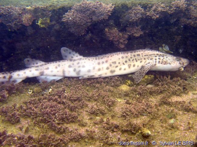 Scyliorhinus stellaris DORIS