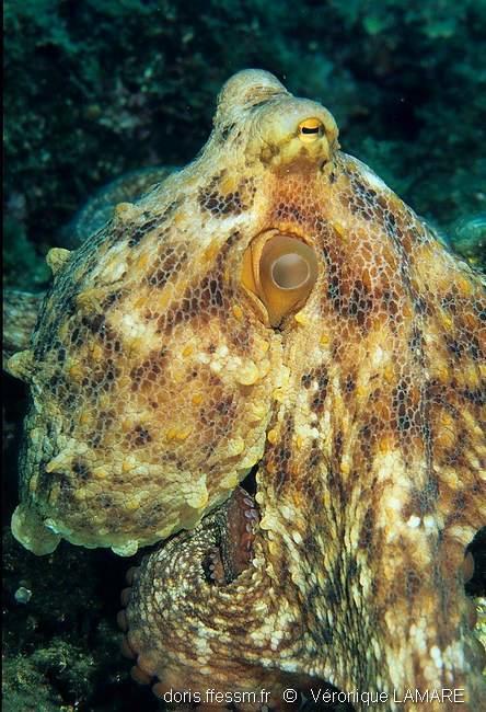 Octopus Vulgaris Doris