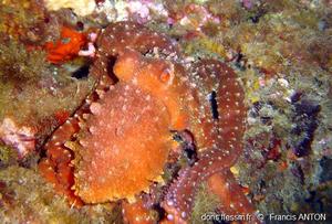 callistoctopus-macropus-1