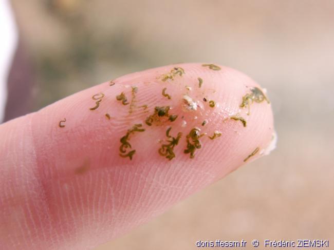 Symsagittifera roscoffensis DORIS