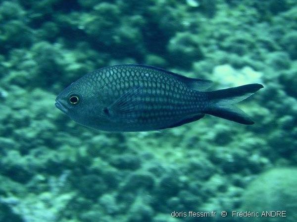 Chromis Chromis Doris Chromis Chromis Doris