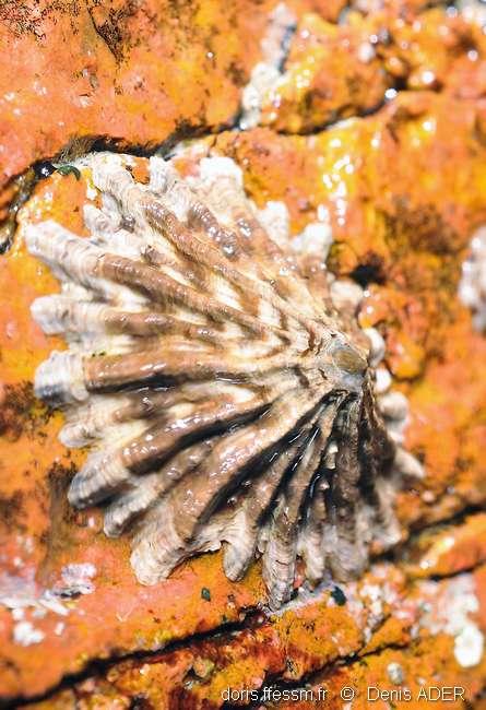 Patella ferruginea DORIS