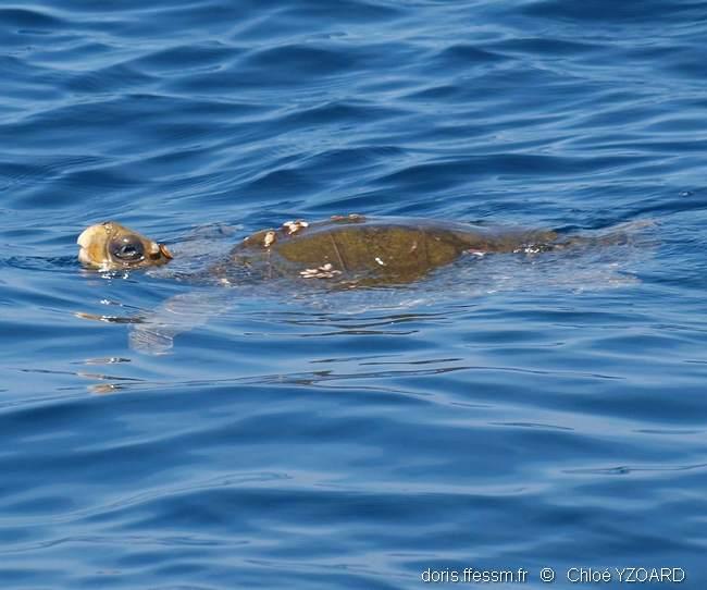 Lepidochelys olivacea DORIS