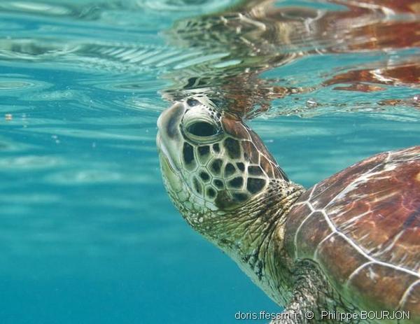 Chelonia Mydas Doris Chelonia Mydas Doris