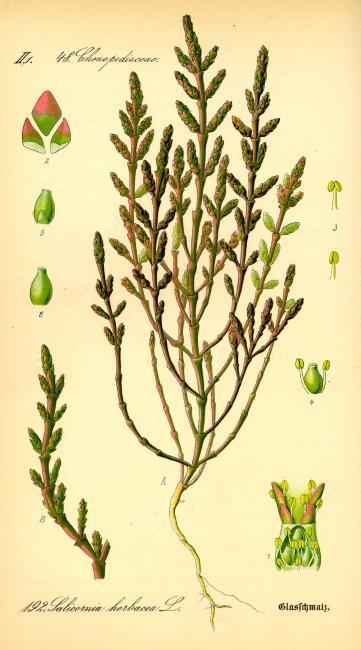 salicornia_europaea-2
