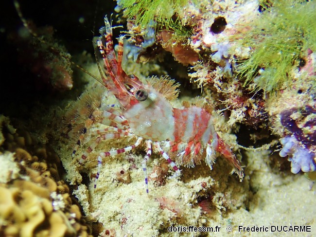 Micro Saron Saron marmoratus | DORIS