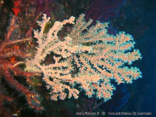 Savalia savaglia DORIS