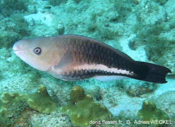 Scarus vetula DORIS