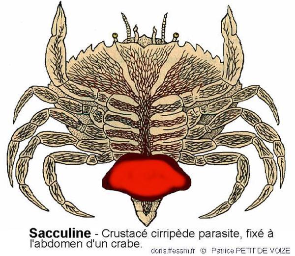 Sacculina carcini | DORIS