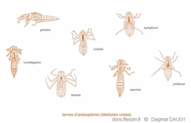 Anisoptera (sous-ordre, larves) | DORIS
