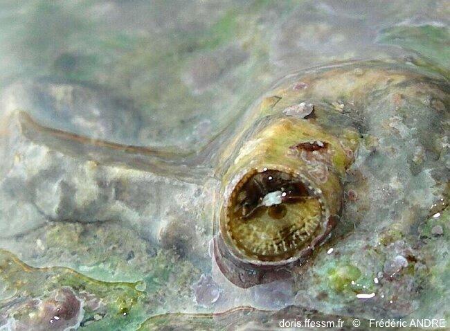 Vermetus triquetrus DORIS