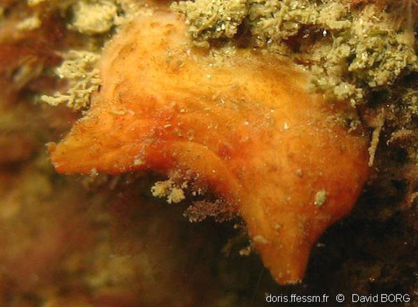 Pyura microcosmus | DORIS