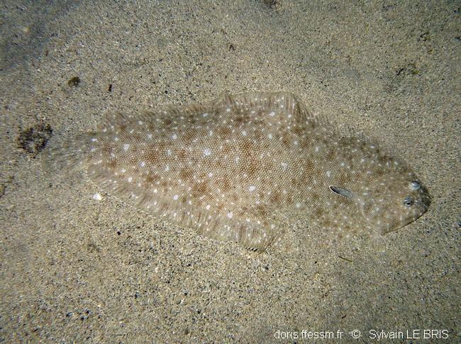 Solea senegalensis DORIS