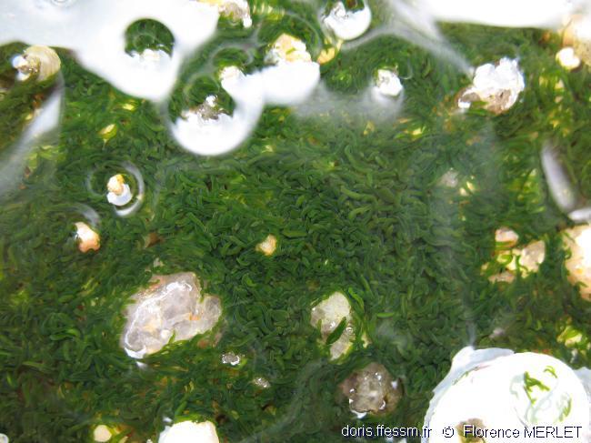 Symsagittifera roscoffensis DORIS