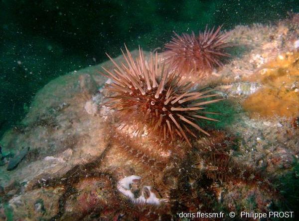 Psammechinus Microtuberculatus Doris
