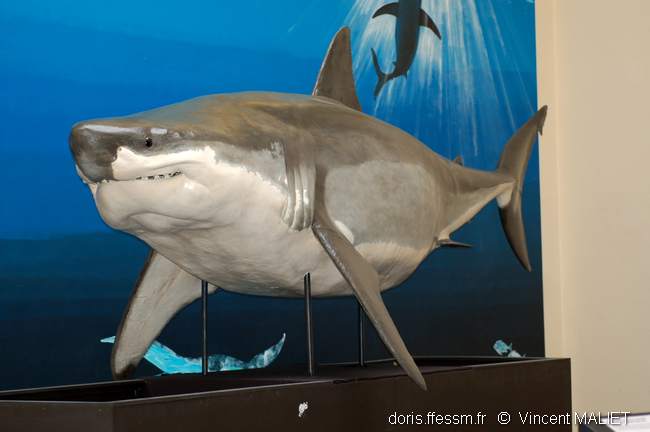Gros Chausson Requin Blanc