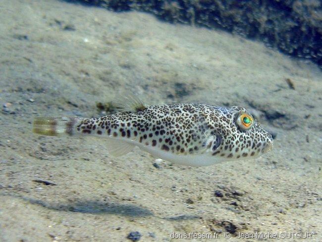 Sphoeroides greeleyi