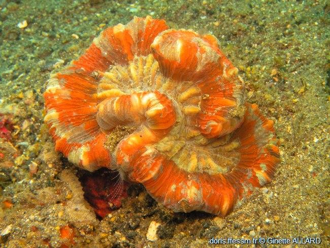 Trachyphyllia geoffroyi DORIS