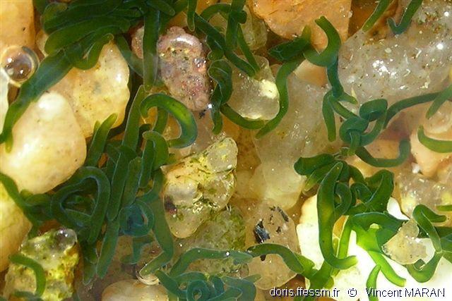 Symsagittifera roscoffensis DORIS