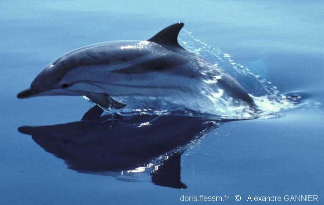 Dauphin bleu et blanc // Striped dolphin - Cétologie - Baleines et dauphins,  le magazine en ligne