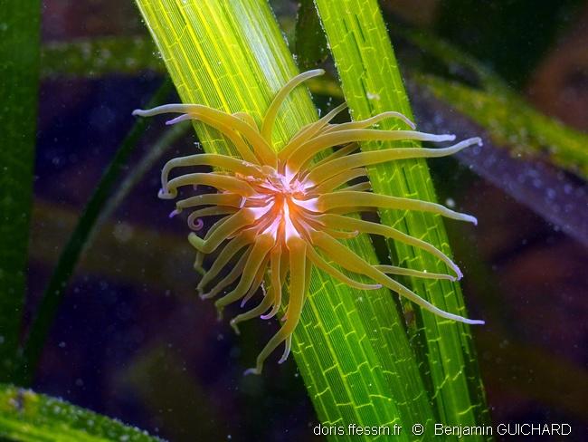 Anemonia viridis DORIS