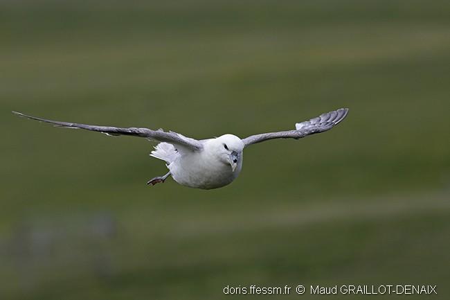 Fulmarus Glacialis Doris