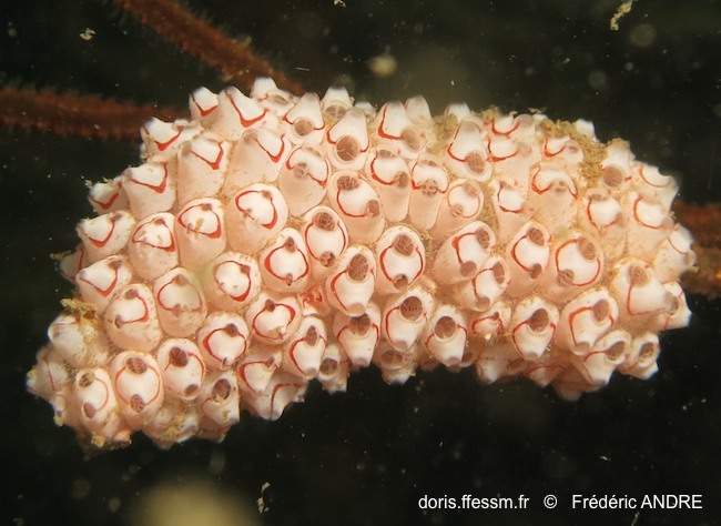 Symplegma rubra DORIS