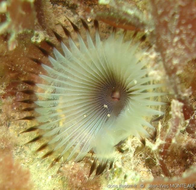 Myxicola infundibulum DORIS