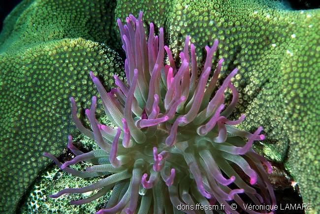 Condylactis Gigantea Doris