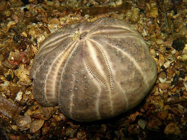 Spatangus purpureus DORIS