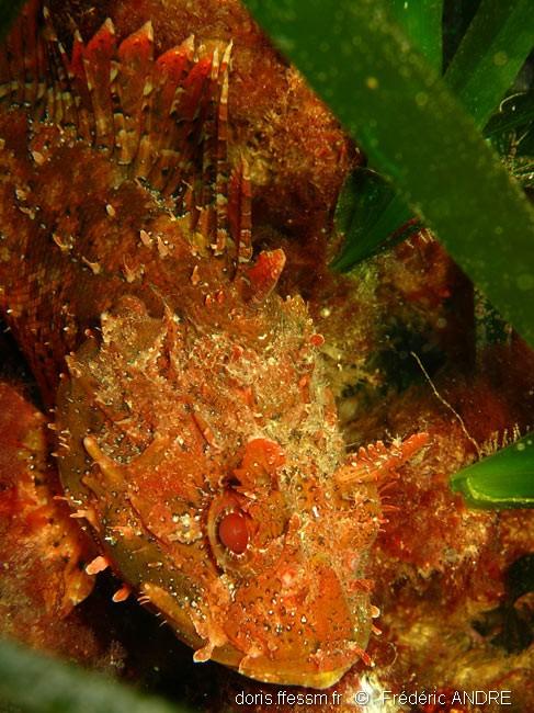 Scorpaena Porcus DORIS
