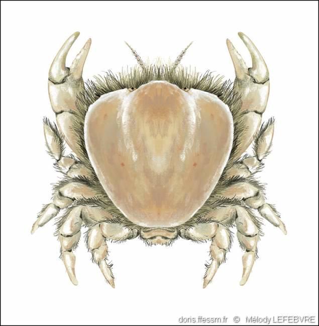 Thia scutellata DORIS