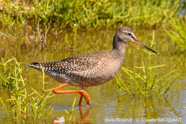 Tringa erythropus DORIS