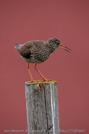 Tringa Totanus Doris